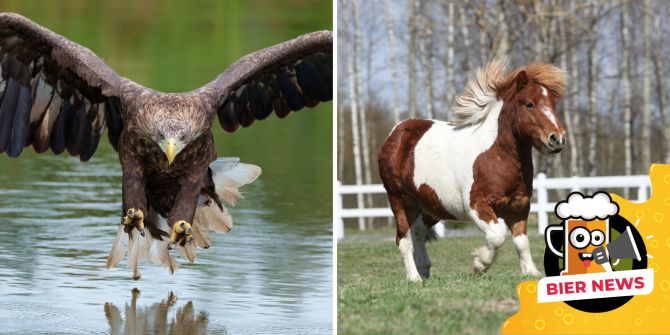 Seeadler und Shetlandpony