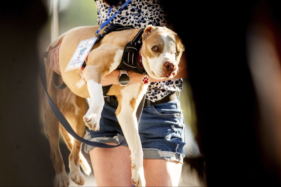 Ein weitere Hund wartet auf seine Teilnahme am Contest.