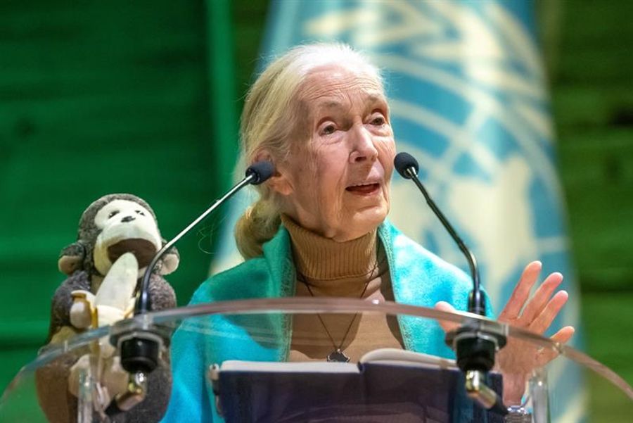 jane goodall vor mikrophonen