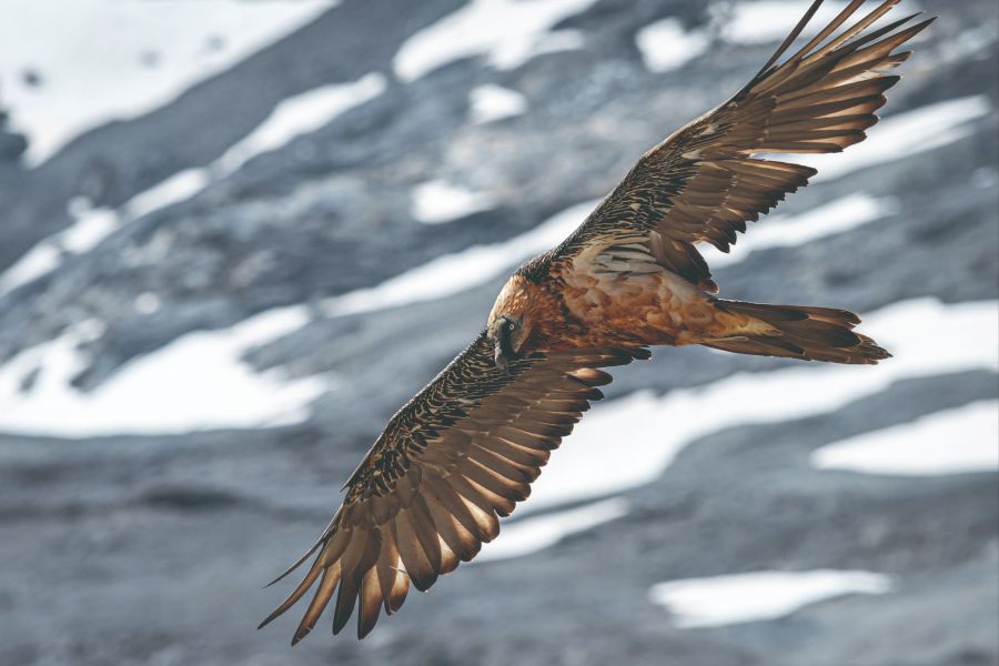 Geier Schnee Berge Flug