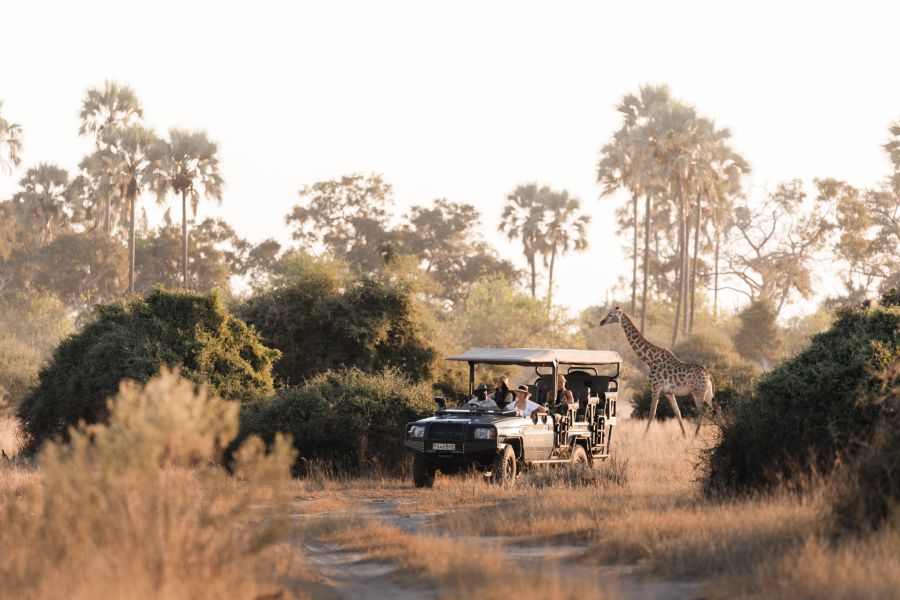 Safari, Jeep, Giraffe, Botswana, Wilderness