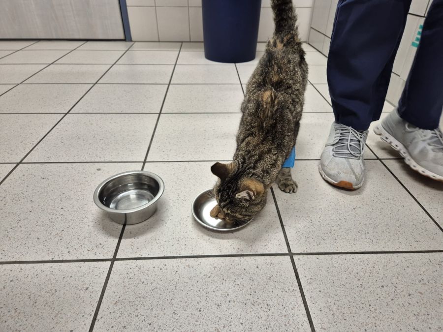 Die Katze hatte grossen Hunger, nachdem sie gefunden wurde.
