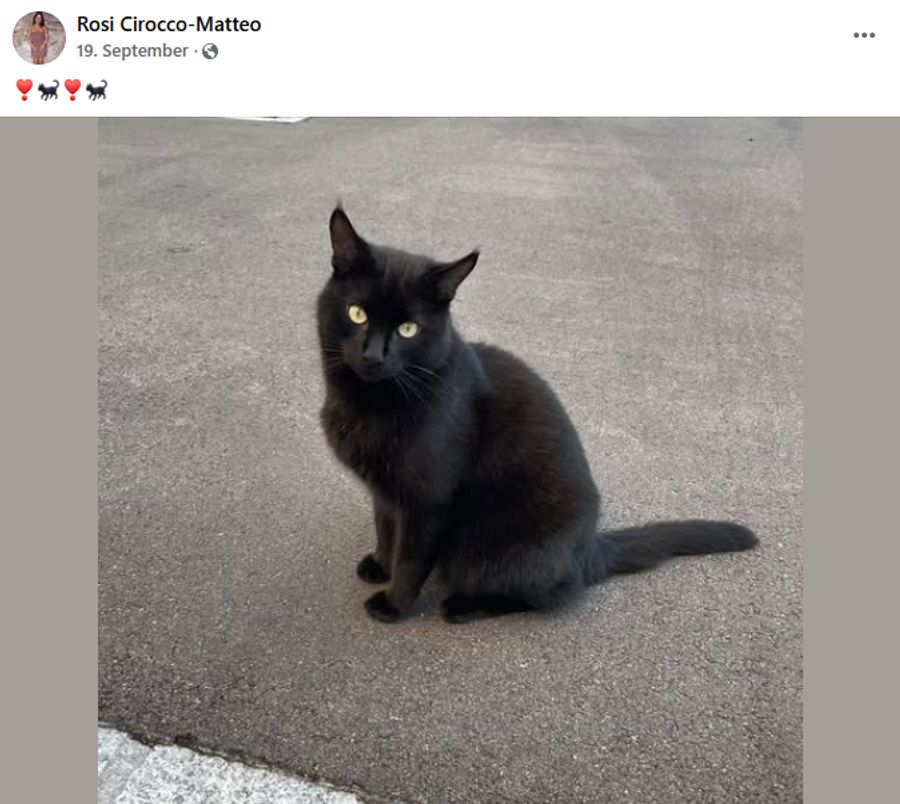 Fast jeder in Meilen kennt diesen Kater.