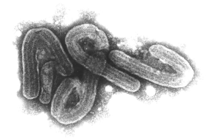 marburg virus mikroskopaufnahme