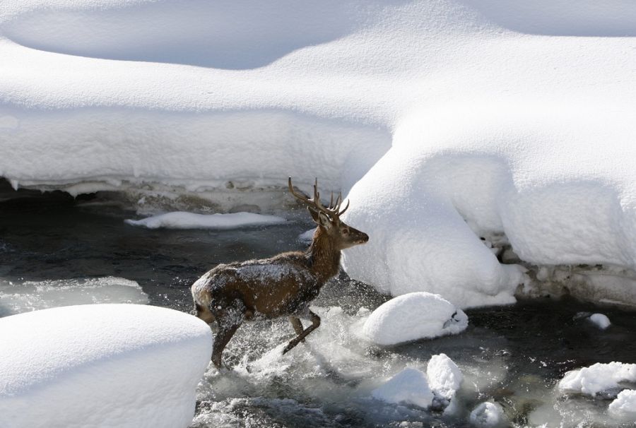 Trotzdem waren es nicht genug, um die Population zu senken. (Archivbild aus Graubünden)