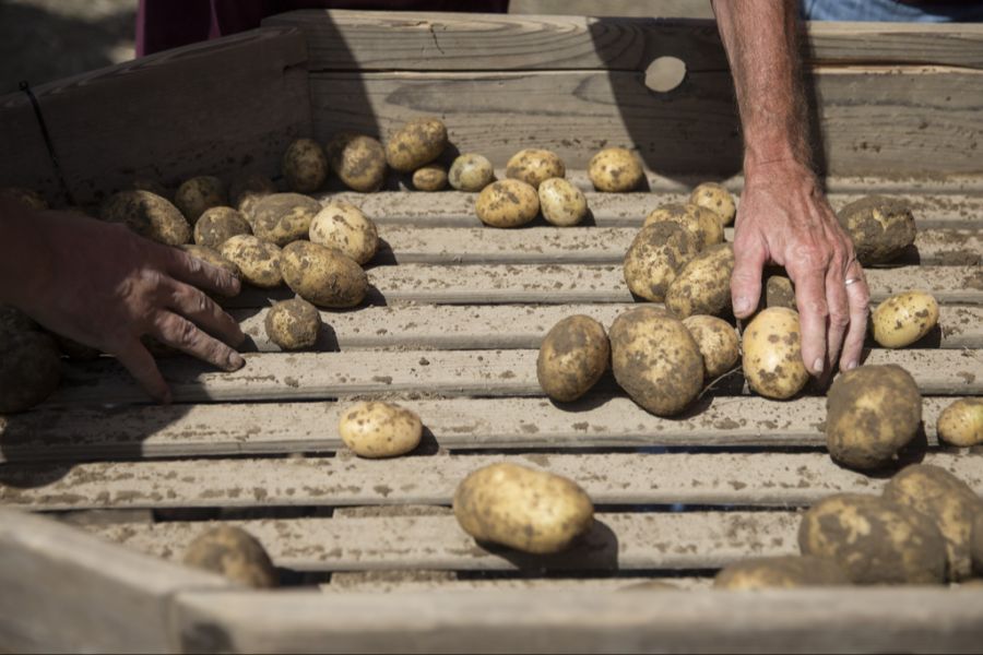 Im Oktober 2024 stand einem französischen Bauern eine anspruchsvolle Ernte bevor. (Symbolbild)