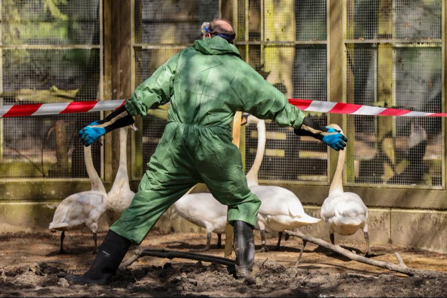 Einzig in Vogelzuchten könnte hierzulande möglicherweise eine Gefahr bestehen.