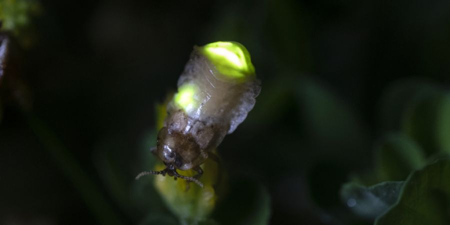 Ein weibliches Glühwürmchen (Kleiner Leuchtkäfer) leuchtet grüngelb in der Nacht, um so umherfliegende männliche Glühwürmchen anzulocken.