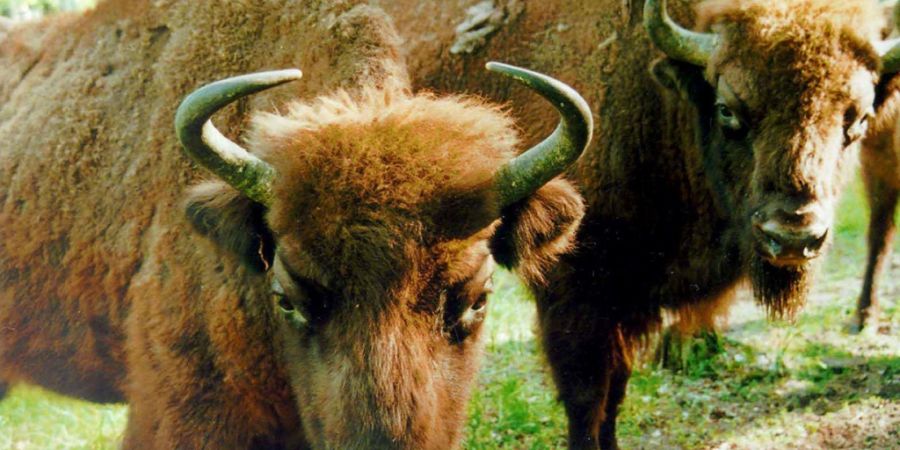 Der europäische Bison ist nicht nur wintertauglich, er mag auch das Sonnenbaden. (Archivbild).