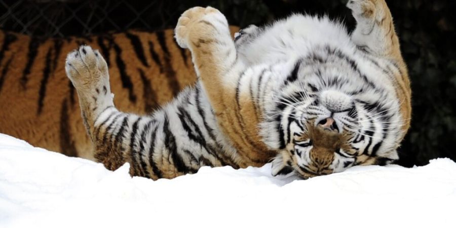 Winter 2009: Die damals noch junge Tigerdame Tinka scheint sich im Schnee zu amüsieren. (Archivbild)