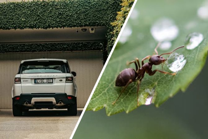 Invasive Ameisen: Nach den Ferien Auto kontrollieren!