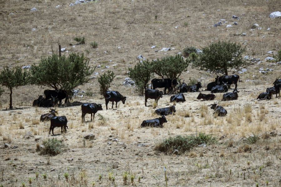 In Sizilien ist es mal zu trocken (wie hier im Sommer 2024) oder mal zu nass.