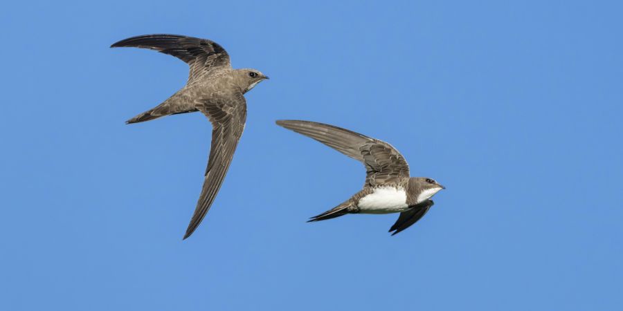 Verborgene Wildnis entdecken