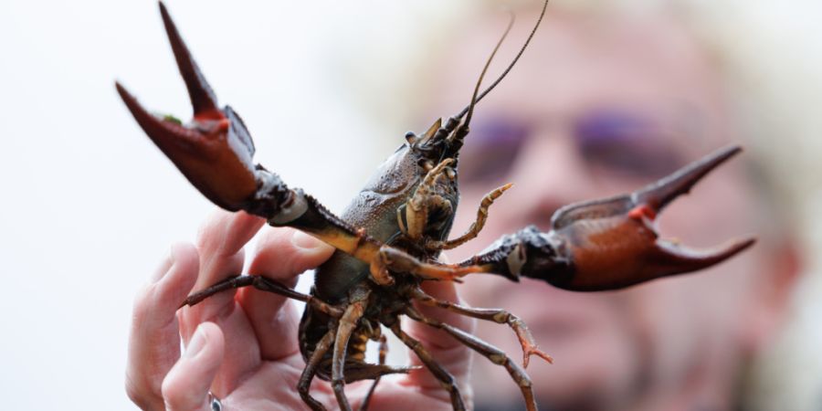 Weil sich die Krebspest an der Wyna ausgebreitet hat, erweitert der Kanton Aargau nun das Sperrgebiet. Für Edelkrebse (im Bild) endet die Seuche fast immer tödlich.