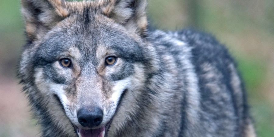 Die Berner Wildhut hat am Wochenende einen zum Abschuss freigegebenen Wolf erlegt. (Symbolbild)