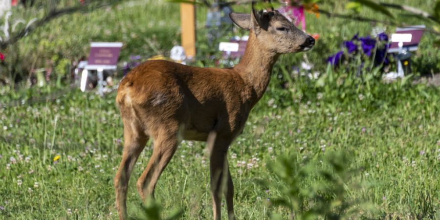 Winterthur versucht, Rehe vom Friedhof Rosenberg fernzuhalten. (Symbolbild)