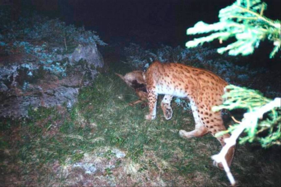 luchs