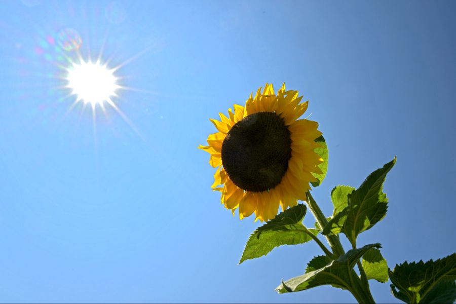Die Temperaturen sind auch heute wieder sommerlich warm.