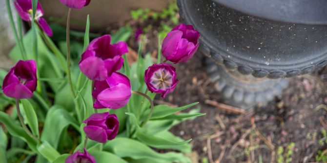 Grab Friedhof Blumen