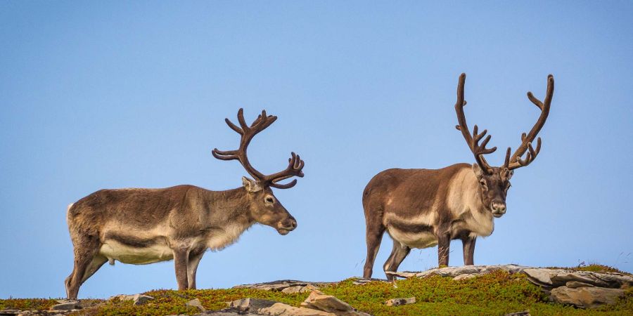 Rentiere in Lappland