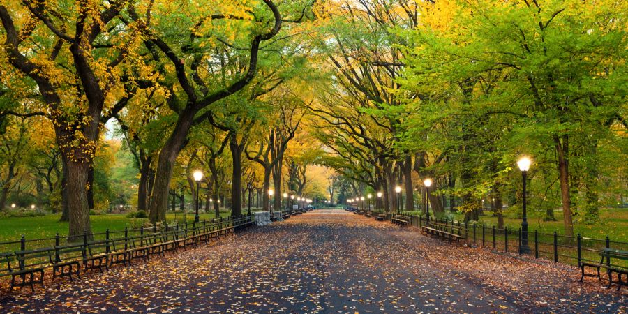 Central Park, New York, Herbst, Bäume