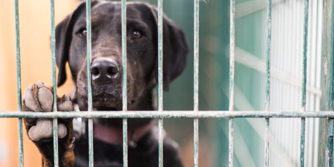 Nun, da der Alltag wieder eingekehrt ist, werden viele Hunde, die während des Lockdowns Unterstützung waren, ins Tierheim abgeschoben. (Symbolbild) Hund hinter Gitter