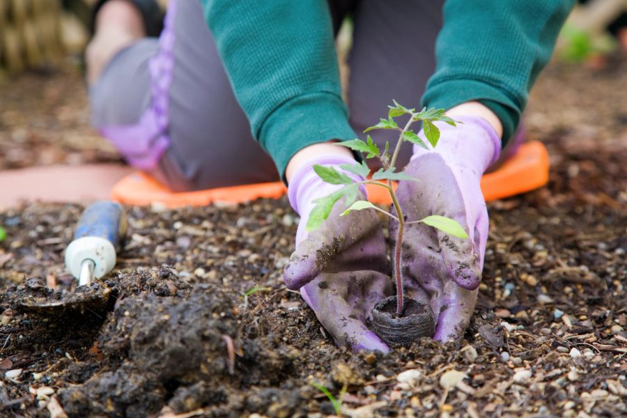 Frau pflanzt Setzling mit Gartenhandschuhen ein