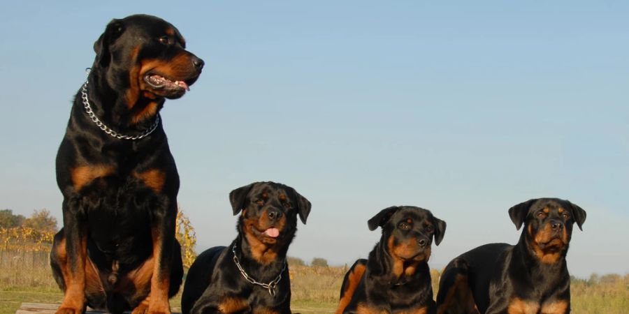 Rottweiler Abendsonne Rudel