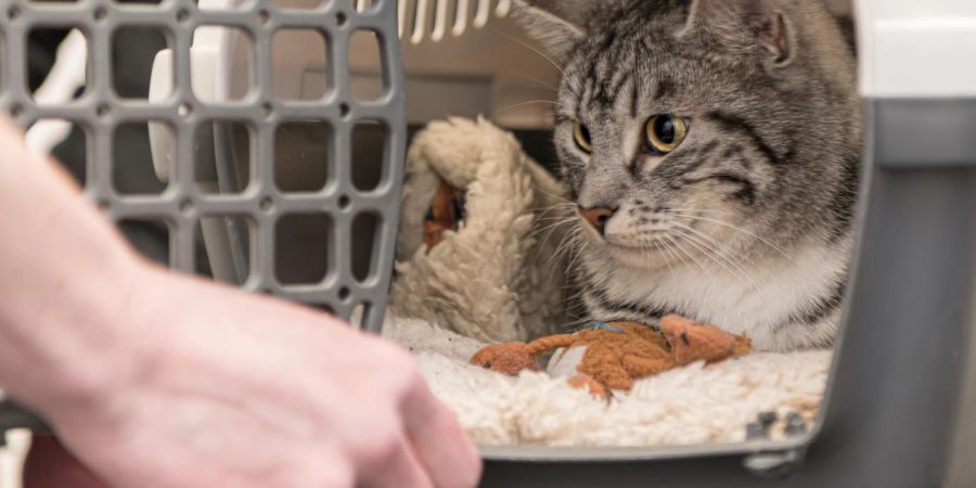 Katze in Transportbox