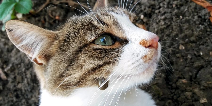 Katze mit Zecke im Gesicht