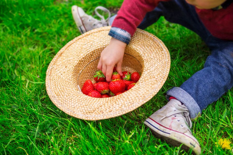 Kind isst Erdbeeren im Gras aus einem Strohhut.