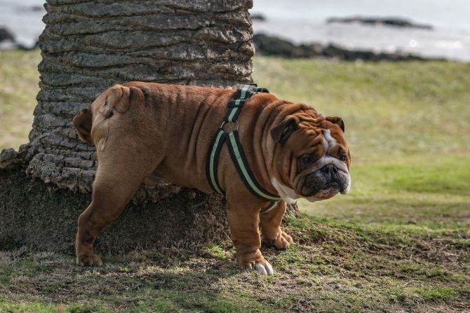 Hund Urin Baum