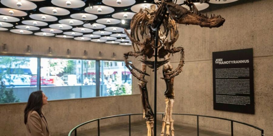 Eine Person betrachtet das montierte Skelett des Dinosauriers Nanotyrannus «Jodi» bei Sotheby's in New York. Das Skelett stammt aus der Kreidezeit vor rund 67 Millionen Jahren und ist...