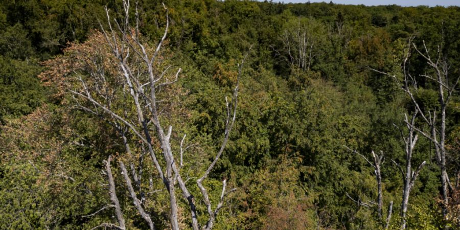 Hitze und Trockenheit haben weiterhin Auswirkungen im Wald. Geschädigte Bäume sind im Herbst schwierig zu erkennen und bergen die Gefahr, dass Äste abbrechen oder sie ganz umstürzen...