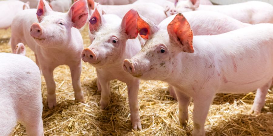 Die Schweinekrankheit ist gemäss Staatskanzlei im Kanton Solothurn unter Kontrolle. (Symbolbild)