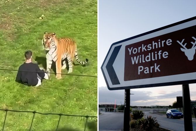 England Tiger