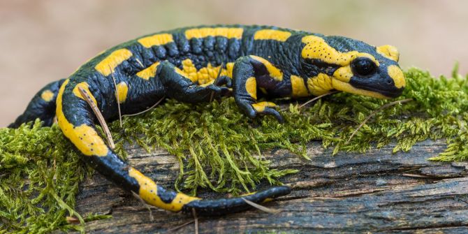 Feuersalamander Amphibien Lurch Naturschutz