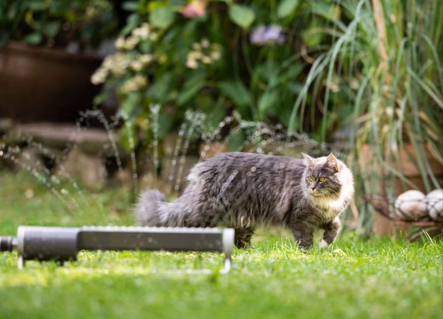 Katzen sind wasserscheu – mit einem Gartenschlauch, Rasensprenger oder einer Wasserpistole vertreiben Sie die Haustiere aus ihrem Garten.