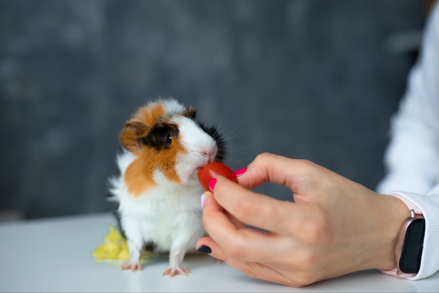 Meerschweinchen knabbert an Tomate