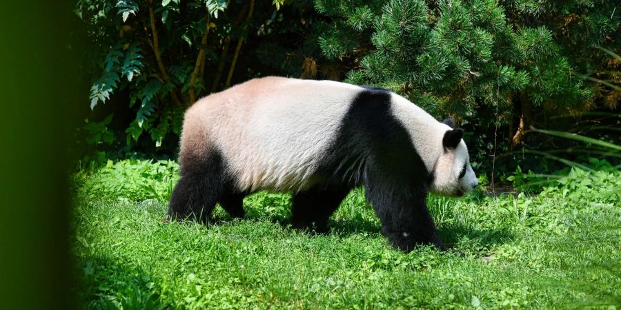 Panda-Vater Jiao Qing streift durch sein Gehege im Berliner Zoo