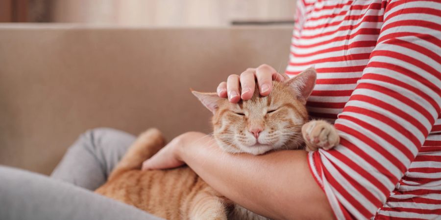 Katze schläft auf dem Schoss