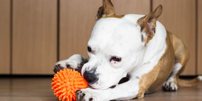 Selbst ältere Hunde behalten oft ihre Vorliebe für Quietschen. Hund Spielzeug