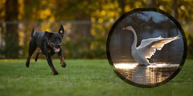 Hund und Schwan