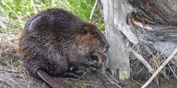 Biber Baumstamm Holz Nager