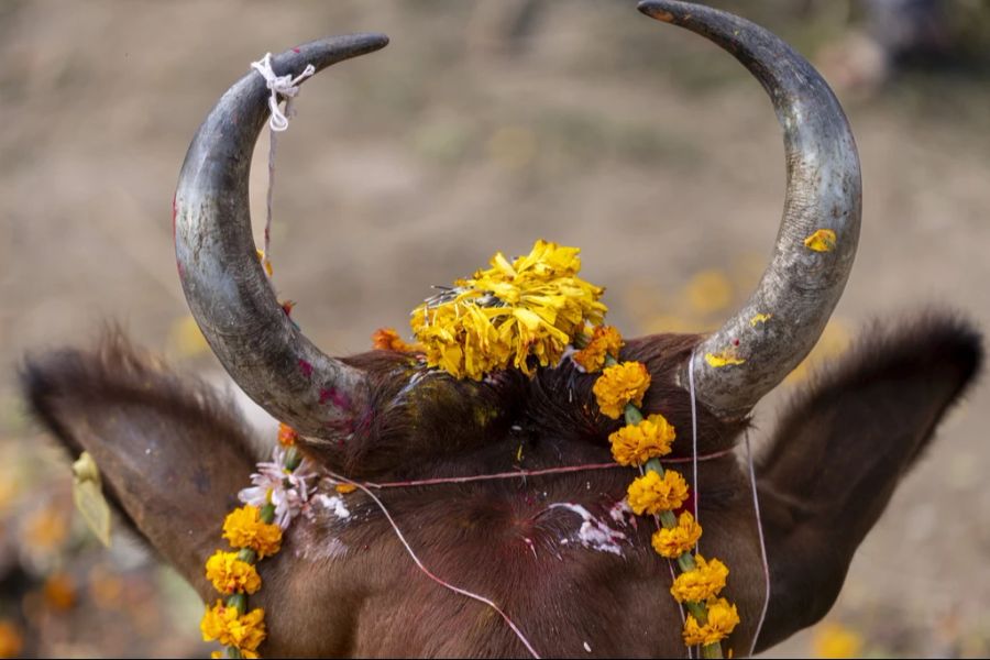 Kuh Tihar Festival