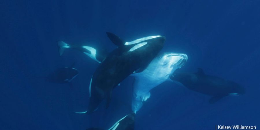 Orcas