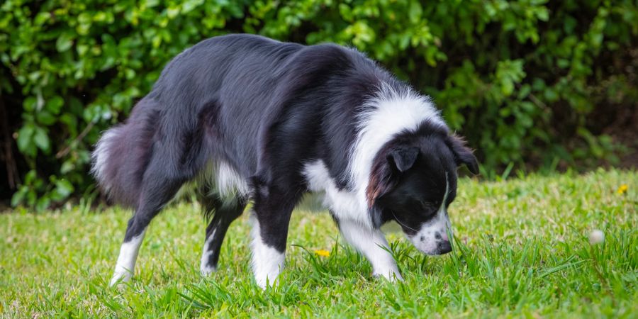 Hund im Gras