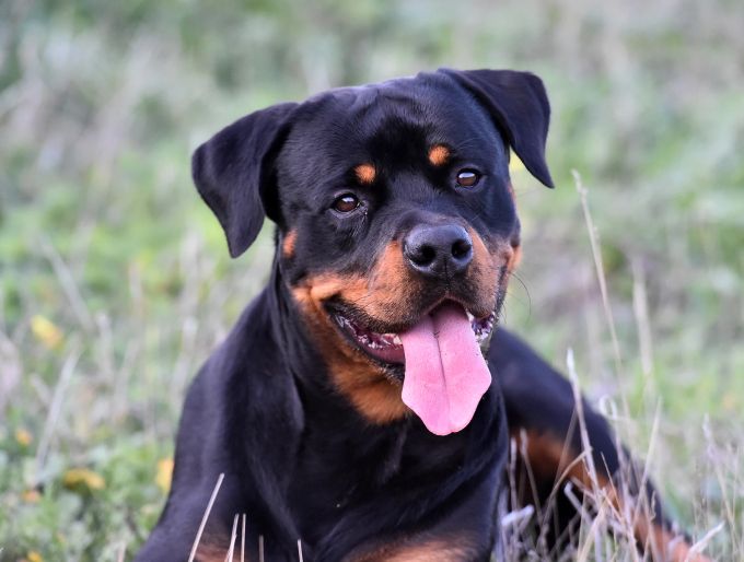 Rottweiler werden häufig als Kampfhunde bezeichnet. Rottweiler