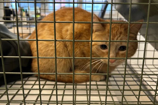 Rote Katze