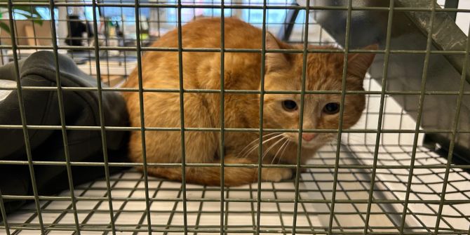 Rote Katze